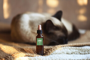 Canister of CBD hemp oil for domestic cat, selective approach