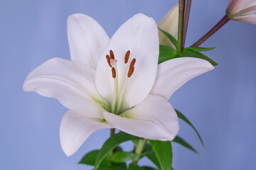 Large white lily on a blue wall background
