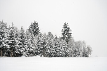 Waldrand im Verschneiten Winter im Schneetreiben