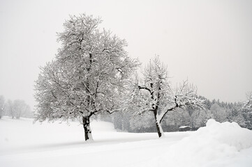 Verschneite Winterlandschaft im Schneetreiben