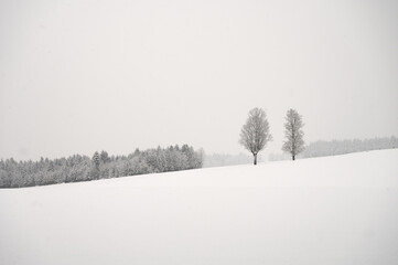 Winterlandschaft im Schneetreiben mit vereinzelten Bäumen