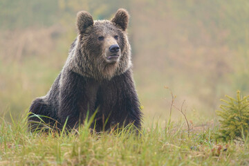 Obraz na płótnie Canvas Brown bear (ursus arctos) on the forest in slovak wilderness .