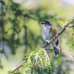 Orange-flanked Bush Robin