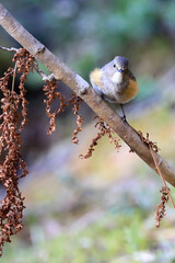 Orange-flanked Bush Robin