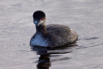 Eared Grebe, seen in the wild in a North California marsh