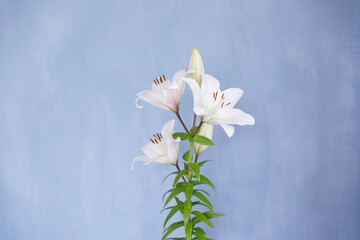 Large white lily on a blue wall background