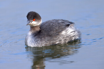 Eared Grebe, seen in the wild in a North California marsh