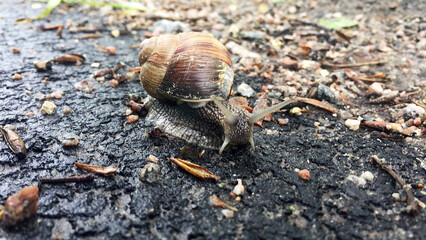 Small garden snail in shell crawling on wet road, slug hurry home
