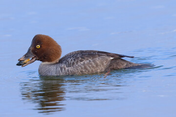 Female Common Goldeneye eating an oyster, seen in the wild in a North California marsh