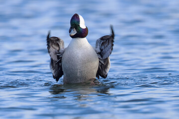 male Bufflehead flapping her wings, seen in the wild in a North California marsh