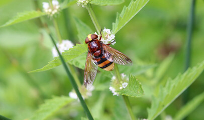 Hornissenschwebfliege - Hornet mimic hoverfly