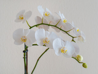 Spring sketch: white flowers of blooming orchid on light background