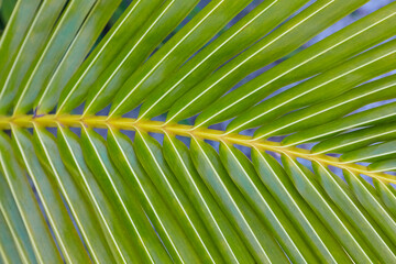 Close up of a beautiful perfect palm leaf.