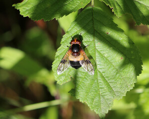 Gemeine Waldschwebfliege - Pellucid Fly
