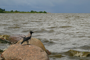 The coast of the Gulf of Finland on a cloudy day. A crow sits on a large stone and looks at the water in the distance.