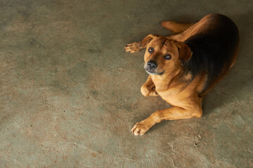 Top shot of a tray dog at my feet begging for food