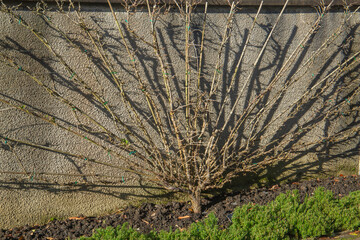 Branches of the cherry morello spread out in a fan