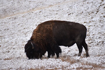 Fototapeta premium Bison South Dakota 2020
