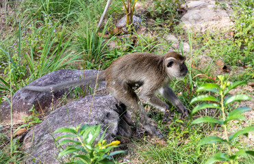 Singe courant dans la jungle à Koh Phi Phi, Thaïlande 