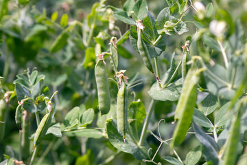 Pods of green peas grow on the garden