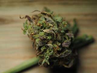 medical marijuana bud cannabis plants hemp