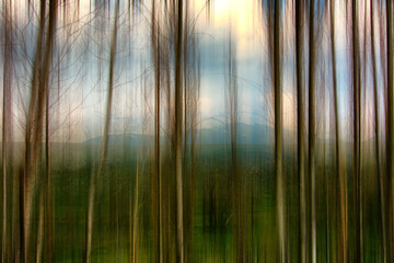 An abstract photo of the woods