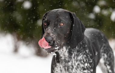 Portret wyżła niemieckiego. Pies w zimowym otoczeniu.