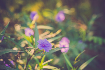 vintage purple flowers in the garden