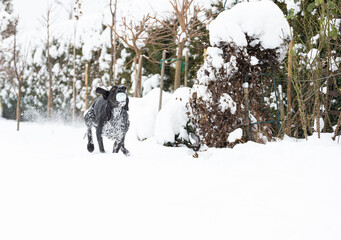 Aportujący wyżeł niemiecki zimą. © PhotoHunter