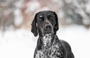 Wyżeł niemiecki krótkowłosy patrzący w obiektyw. Portret psa w zimowej scenerii. 