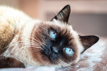 Bonito gato siames tumbado descansando con ojos azules