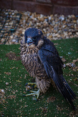 Peregrine Falcon on the ground