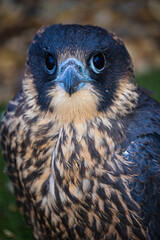 Peregrine Falcon close up