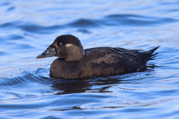 Female Surf Scooter, seen in the wild in a North California marsh