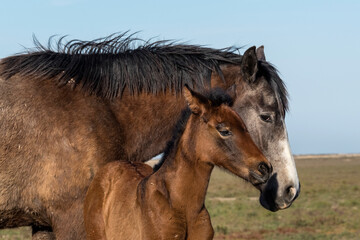 Spanish horse with foal