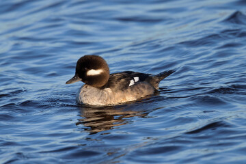 female Bufflehead, seen in the wild in a North California marsh