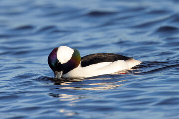 Male Bufflehead, seen in the wild in a North California marsh