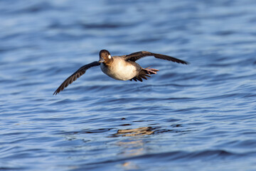female Bufflehead  flying , seen in the wild in a North California marsh
