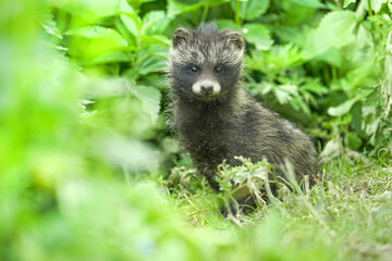 Fototapeta premium Raccoon dog pup in forest. Raccoon dog kit in forest. Young raccoon dog.
