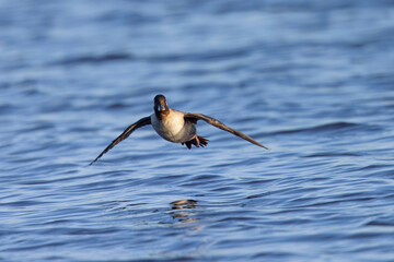 female Bufflehead  flying , seen in the wild in a North California marsh