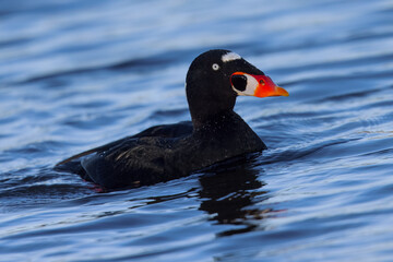 Male Surf Scooter, seen in the wild in a North California marsh