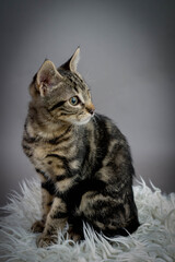 chaton de 3 mois