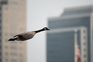 Goose flying in Sacramento