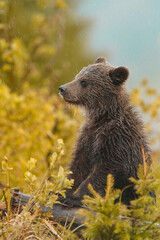 Brown bear (ursus arctos) on the forest in slovak wilderness .