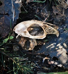 Skull on the ground
