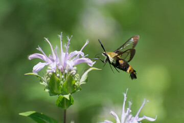 Butterfly 2020-32 / Snowberry Clearwing (Hemaris diffinis) 