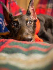 doberman in a scarf