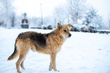 Cute dog in the winter