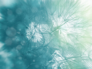 Dandelion Flowers with Copy Space vivid color background for designer