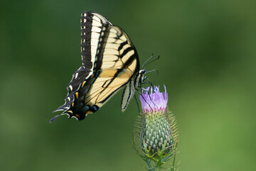Fototapeta na wymiar Butterfly 2020-38 / Tiger Swallowtail (Papilio glaucus)
